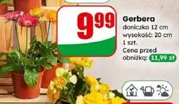Dino Gerbera oferta