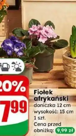 Dino Fiołek afrykański oferta
