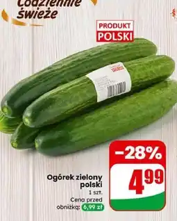 Dino Ogórek zielony polski oferta