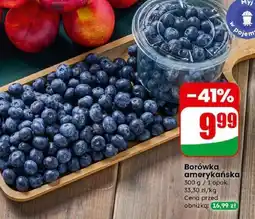 Dino Borówka amerykańska oferta