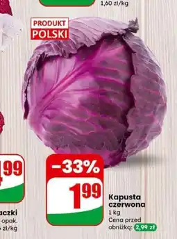 Dino Kapusta czerwona oferta