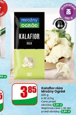 Dino Kalafior róża Mrożny Ogród oferta