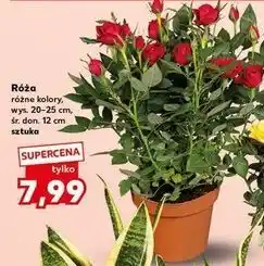 Kaufland Róża (różne kolory, wys. 20-25 cm, śr. don. 12 cm) oferta
