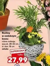 Kaufland Rośliny w ozdobnym koszu (różne rodzaje, wys. 28-32 cm, śr. don. 18 cm) oferta