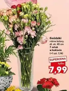 Kaufland Goździki (różne kolory, dł. ok 45 cm, 7 szt. w bukiecie) oferta