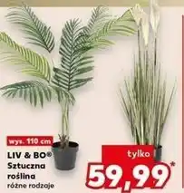 Kaufland LIV & BOO Sztuczna roślina oferta