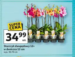 Auchan Storczyk dwupędowy 12+ w doniczce 12 cm oferta