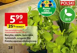 Auchan Bazylia, mięta, kolendra, tymianek, oregano Bio Polska uprawa ekologiczna oferta