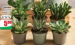 Dino Sukulent oferta