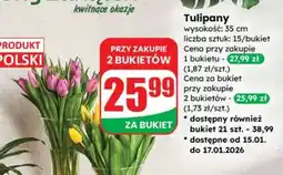 Dino Tulipany oferta