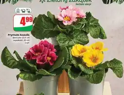 Dino Prymula Acualis oferta