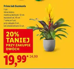Lidl Frizea lub Guzmania oferta