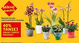 Lidl Storczyki, różyczki doniczkowe i kalanchoe oferta