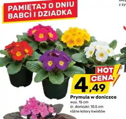 Bricomarche Prymula oferta