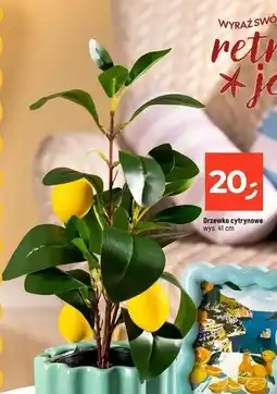 Dealz Drzewko cytrynowe oferta