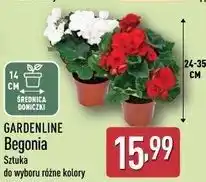 ALDI GARDENLINE Begonia (14 cm doniczka) oferta