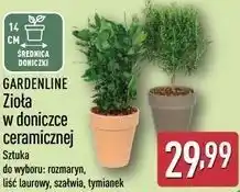 ALDI GARDENLINE Zioła w doniczce ceramicznej (14 cm doniczka) oferta