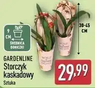 ALDI GARDENLINE Storczyk kaskadowy (9 cm doniczka) oferta