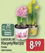 ALDI GARDENLINE Hiacynty/Narcyzy (12 cm doniczka) oferta