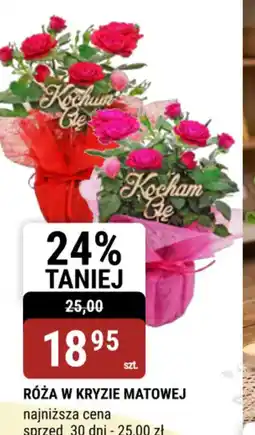 bi1 Róża w kryzie matowej oferta