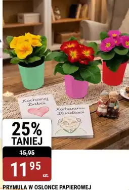 bi1 Prymula w osłonce papierowej oferta