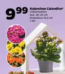 Netto Kalanchoe Calandiva (różne kolory) oferta