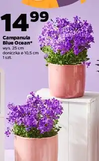 Netto Campanula Blue Ocean oferta