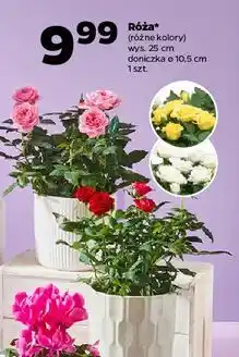 Netto Róża (różne kolory) oferta