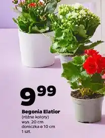 Netto Begonia Elatior (różne kolory) oferta