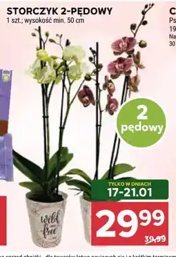 Stokrotka Storczyk 2-pędowy oferta