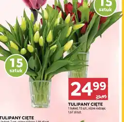 Stokrotka Tulipany cięte oferta