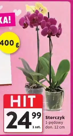 Intermarche Storczyk 1-pędowy oferta