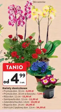 Intermarche Kwiaty doniczkowe (Prymulka, Zantedeschia, Storczyk 2-pędowy) oferta