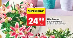 Biedronka Lilia Rascal Souvenir Pink oferta