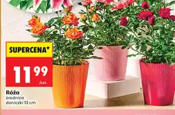 Biedronka Róża oferta