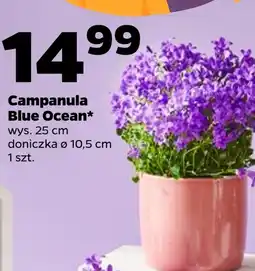 Netto Campanula Ocean oferta