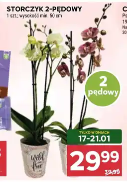 Stokrotka Storczyk oferta