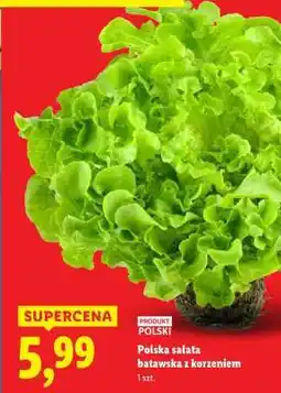 Lidl Polska sałata batavia z korzeniem oferta