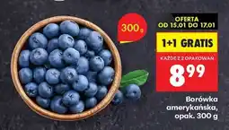 Biedronka Borówka amerykańska opak 300 g oferta