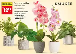 Biedronka Sztuczna roślina Smukee oferta
