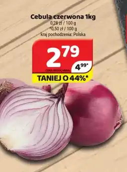 Delfin Cebula czerwona oferta