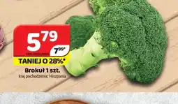 Delfin Brokuł oferta