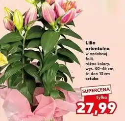 Kaufland Lilia orientalna 13 cm oferta
