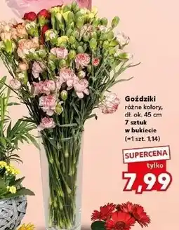 Kaufland Goździki 45 cm oferta
