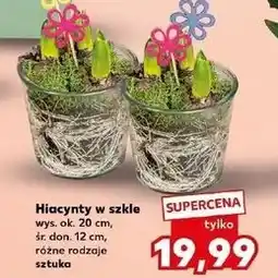 Kaufland Hiacynt w szkle oferta