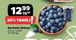 Netto Borówka sekoya oferta
