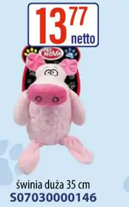 AT Swinia duża oferta