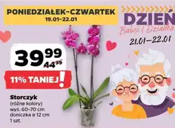 Netto Storczyk oferta