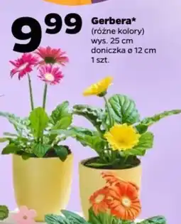 Netto Gerbera oferta