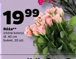 Netto Róża oferta